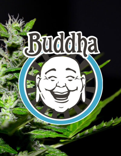 Laughing Buddha Logo