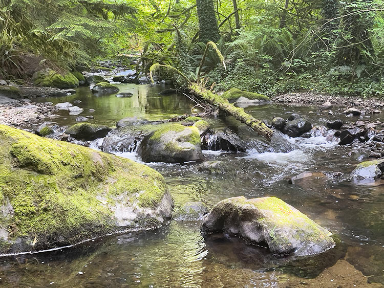 A view of East Fork Issaquah Creek in the forest