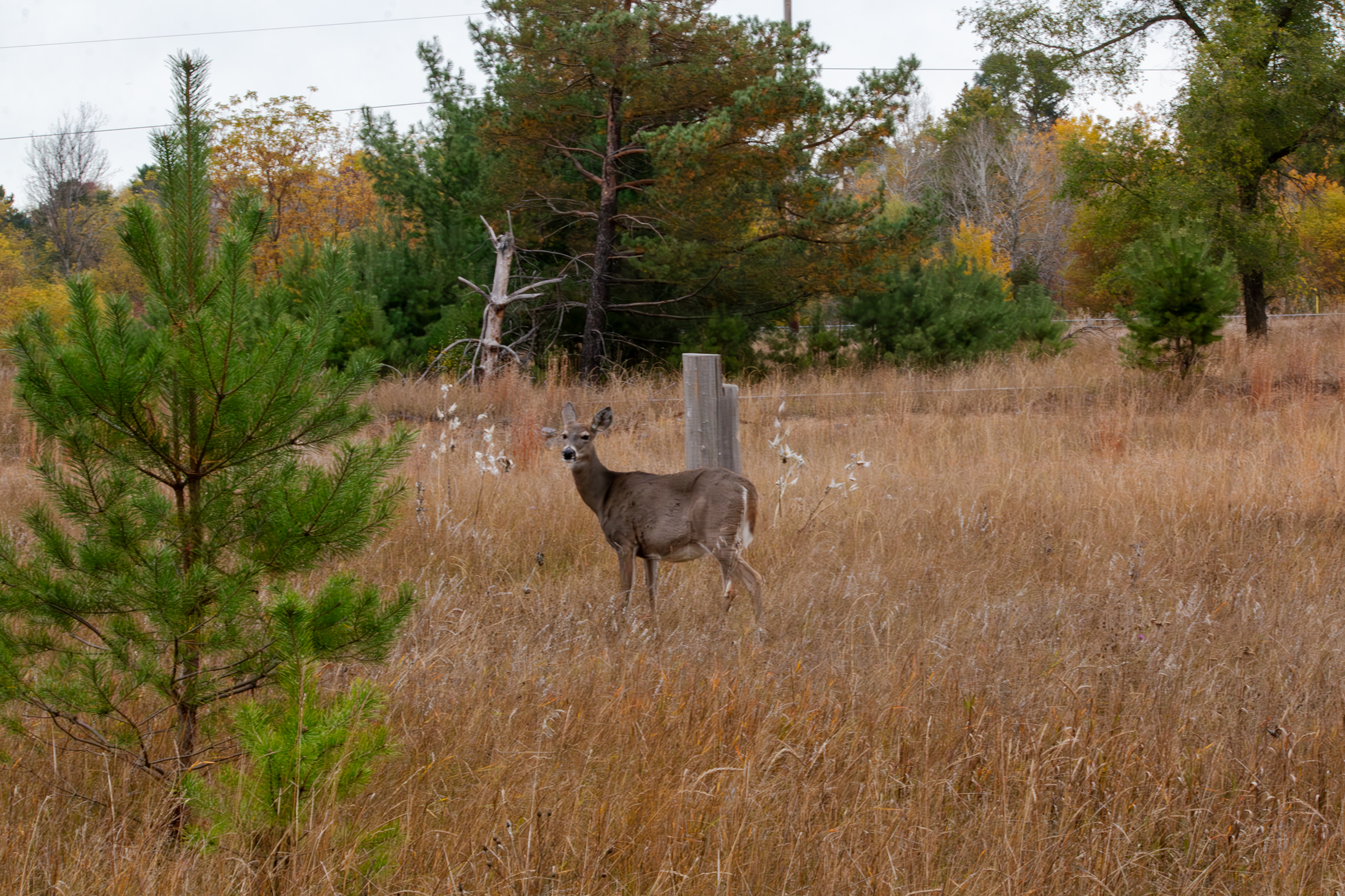 A deer in a field